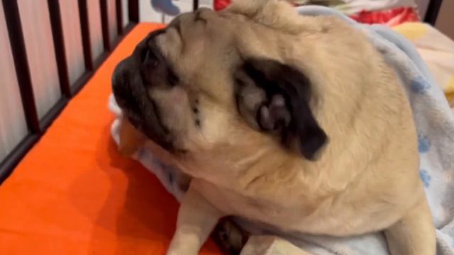 Сонные будни мопса🐶Барни спит и храпит смотреть онлайн