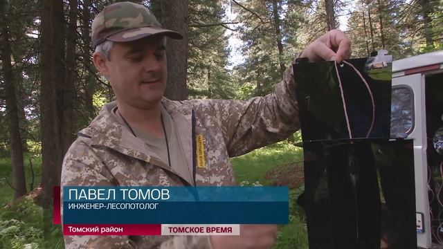 Опасный вредитель атаковал кедры Томской области смотреть онлайн