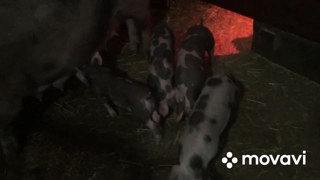 Новорожденные поросята петрен. Поросятам кантор-петрен месяц.