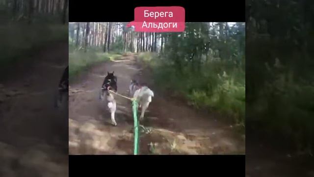 Тренировка байкджоринг смотреть онлайн