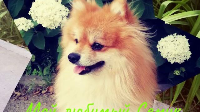 Видео про моего пёсика! ??? смотреть онлайн