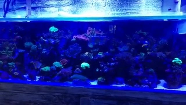 Eshopps frag tank смотреть онлайн