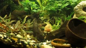 Кормление пангасиусов, змееголовов, макрогнатуса и других...