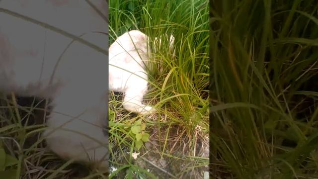 Кошка поймала крысу смотреть онлайн