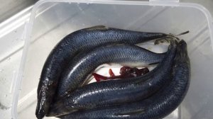 сельдь в пряном посоле по госту СССР