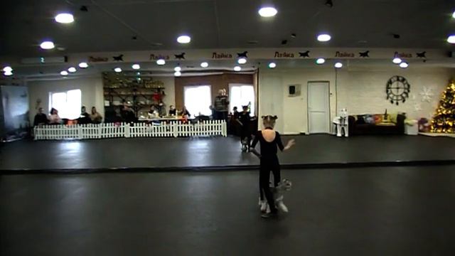 Салий Александра и цвергшнауцер Катя. Открытый фристайл. "Кошки" смотреть онлайн