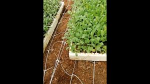 ПОСАДКИ МАТТИОЛЫ НА СРЕЗКУ 1 ЭТАП