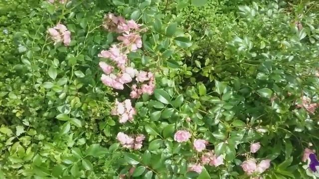 Почвопокровная роза Фейри. смотреть онлайн