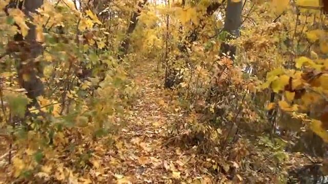 КАМЕННАЯ СТЕПЬ ОСЕННИЕ МОТИВЫ 2014 (ФОРМАТ МР 4) смотреть онлайн