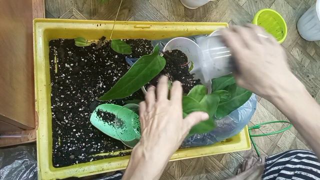 Новая полочка.Вынужденная пересадка. смотреть онлайн