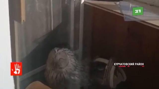 К челябинке на балкон многоэтажки залетела сова смотреть онлайн
