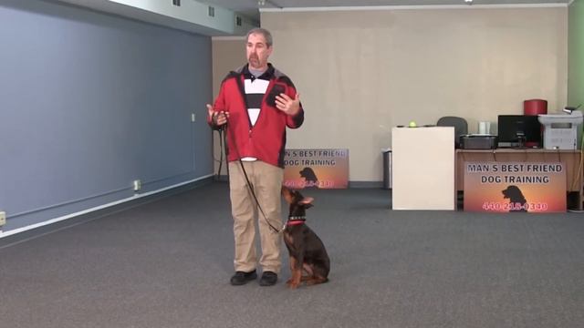 Nala: Trained 5 Month Old Doberman Puppy Doing Basic Obedience смотреть онлайн