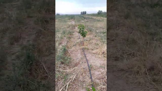 закладка плодовых почек на подвое кольт, черешня сорта кордия. смотреть онлайн