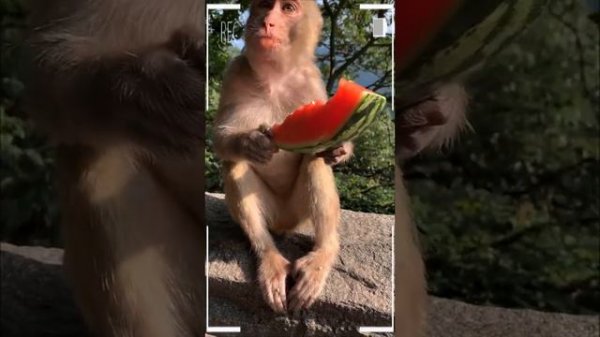 The Best of Monkey Videos - A Funny Eating Monkeys Compilation Ep253