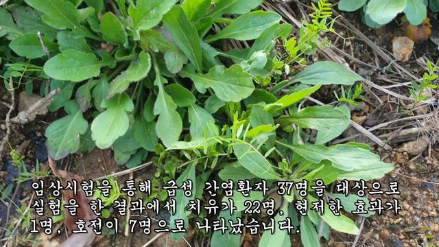 이렇게 법제해 먹으면 간염과 동맥경화증을 20일 내에 완치를 할 수가 있고, 당화혈색소 정상수치로 유지할 수가 있다 смотреть онлайн