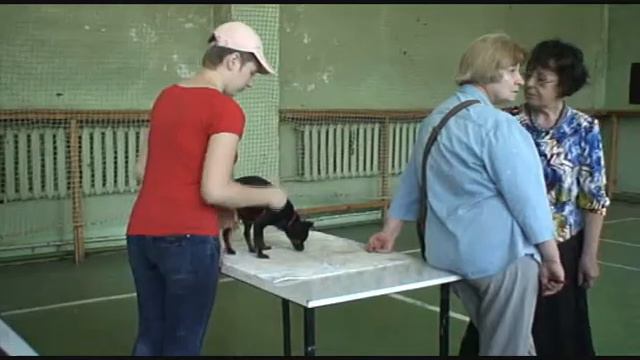 Русский той дш.wmv смотреть онлайн