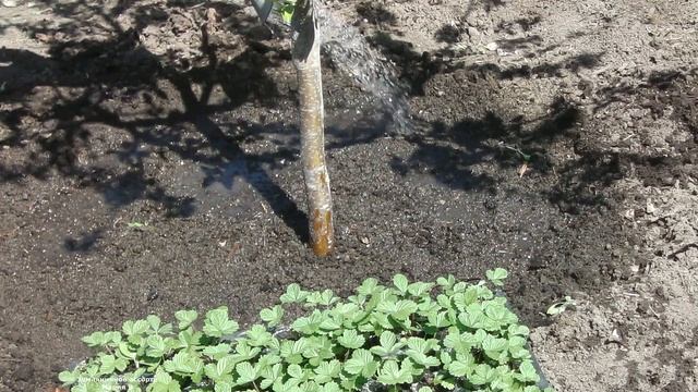 КАК КРАСИВО И С ПОЛЬЗОЙ ОБЛАГОРОДИТЬ ПРИСТВОЛЬНЫЕ КРУГИ ФРУКТОВЫХ ДЕРЕВЬЕВ смотреть онлайн