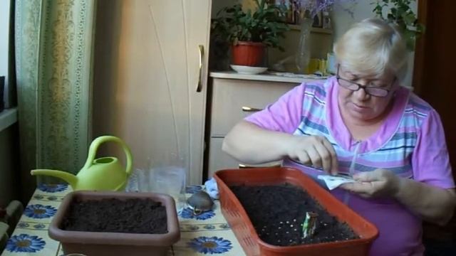 Посадка перца на рассаду