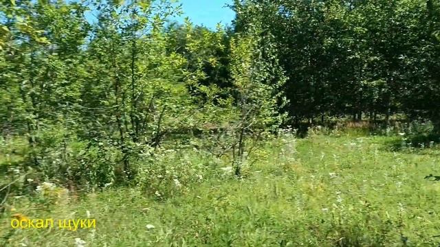 Вылазка по грибы Тихая охота смотреть онлайн