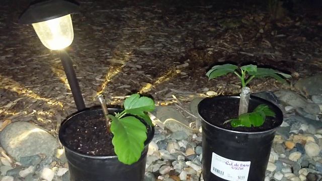 Перевалка двух саженцев инжира сортов Col De Dame Grise и Bourjasotte Grise и проверка камеры ночь смотреть онлайн