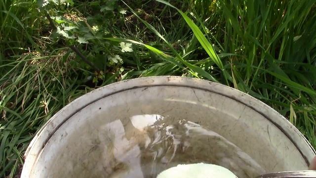 Смородина. Как и чем я удобряю смородину весной. смотреть онлайн