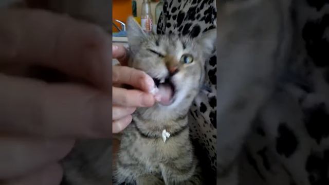 Смешная кошка смотреть онлайн