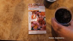 Прекрасные однолетние цветы - сальпиглоссис.