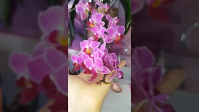 Моя миди орхидея! Маленькая, но очень красивая орхидея! смотреть онлайн