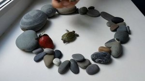 Обзор красноухих черепах / Как ухаживать за красноухими черепахами