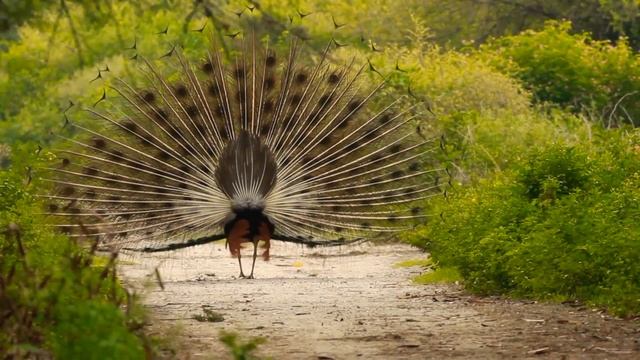 Beautiful Peacock dance video with music- Pets Planet? смотреть онлайн