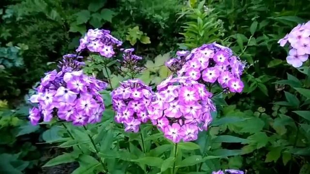 Флоксы в саду.