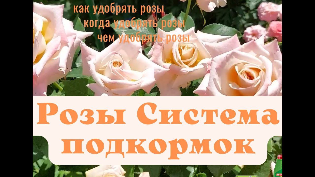 Система подкормки роз смотреть онлайн