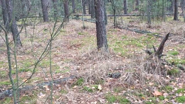 Валерины Грибы за два дня до зимы смотреть онлайн