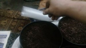 Лёгкий и простой способ размножить клюкву семенами.