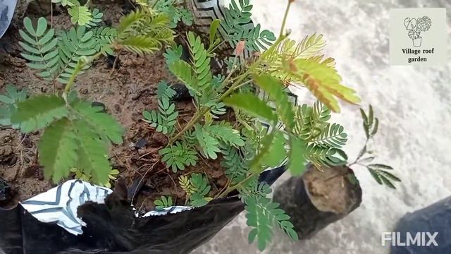 Acacia Mangium /Australian teak plant farming full detail video. смотреть онлайн