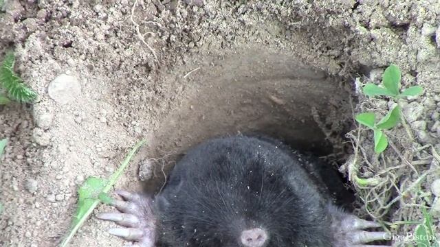 The mole got out of the hole смотреть онлайн