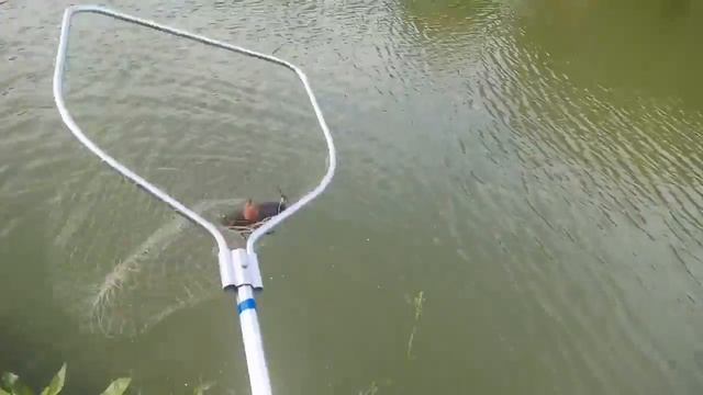 Супер Клёв в Акулово !) Ловили " Трофея" Пионеры!)Рыбалка в Подмосковье смотреть онлайн