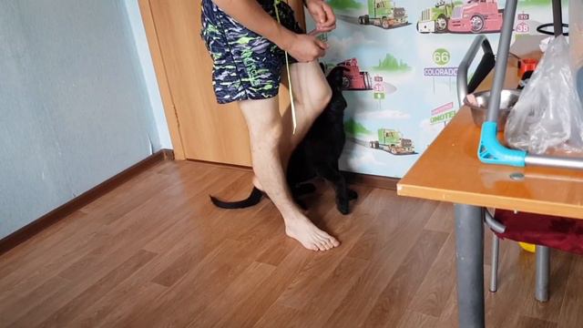 Дрессировка Джоки.движение за рукой ,посадка разбор ошибок,неправ. дрессировка,Как делать не стоит смотреть онлайн