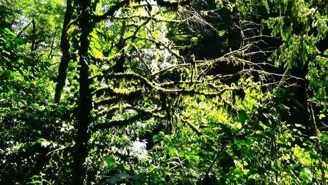 Кавказский заповедник Тисо самшитовая роща смотреть онлайн