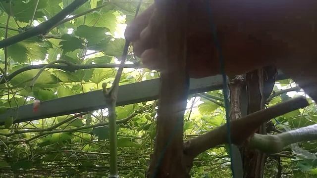 Как развились весенние прививки винограда? смотреть онлайн