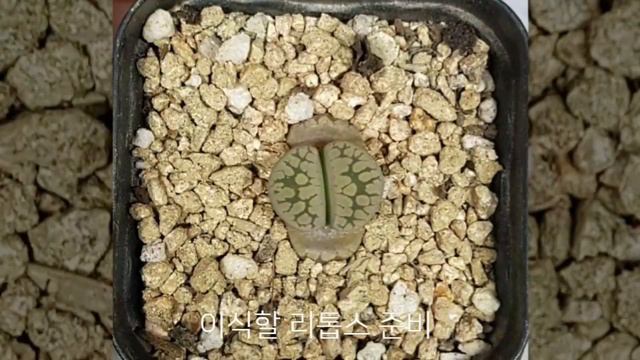 황수정(Citrin)으로 리톱스 (SH531) 화분꾸미기 decorate a lithops pot смотреть онлайн