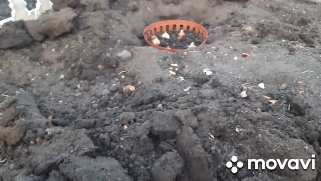 Толку никакого, зачем ездила. Посадила луковичные, нечестный продавец.Пушинка пришла смотреть онлайн