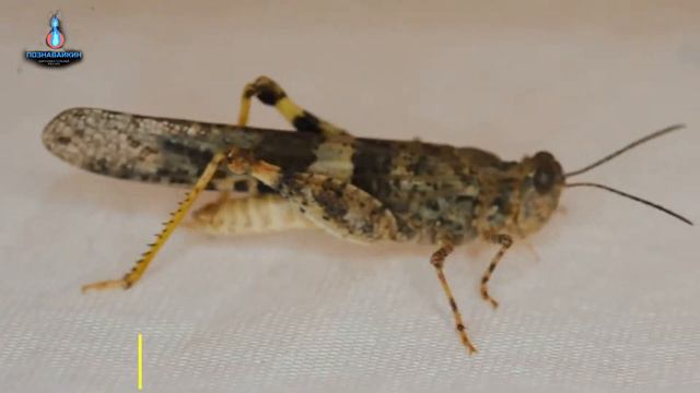 КАК В СРЕДНЕВЕКОВОЙ ЕВРОПЕ СУДИЛИ ЖИВОТНЫХ смотреть онлайн