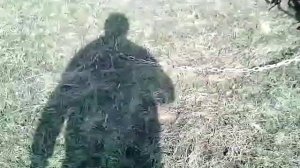 Посев многолетних трав на сено