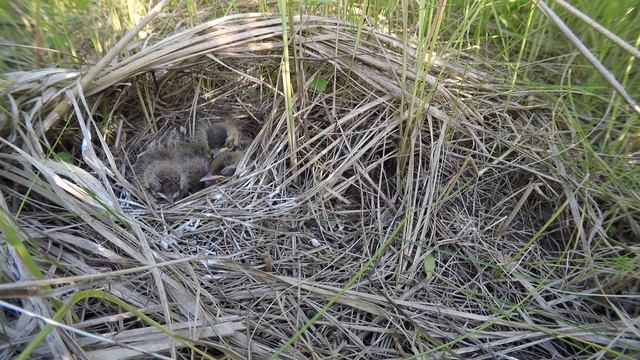 Трясогузка желтая 170624 1 Грачевка взр птенцы 28июня 1 16 смотреть онлайн