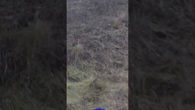 Испытания тихого глушителя на ЗИД Пилот #питбайк #pitbike #bike #мотоцикл #moto смотреть онлайн