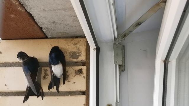 Мои соседи - ласточки. смотреть онлайн