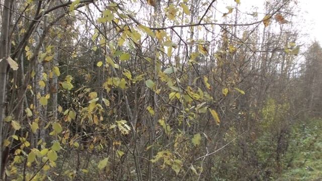 Охота с Добычем на зайца беляка. Потомственный дорожник смотреть онлайн