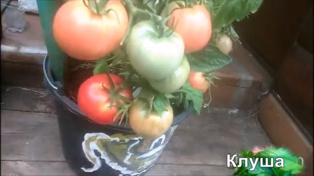 Томат "КЛУША" и моё мнение о сорте смотреть онлайн