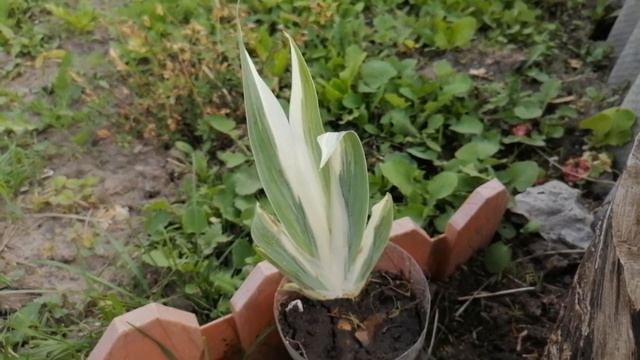 Сад становится всё краше! Как прошли выходные, купила цветы, бузину блек лейс и ПРУД! Цветёт церцис смотреть онлайн